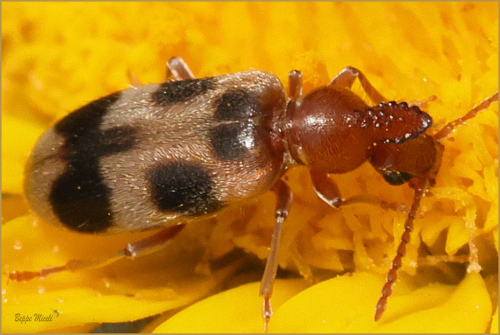 Anthicidae: Notoxus brachycerus